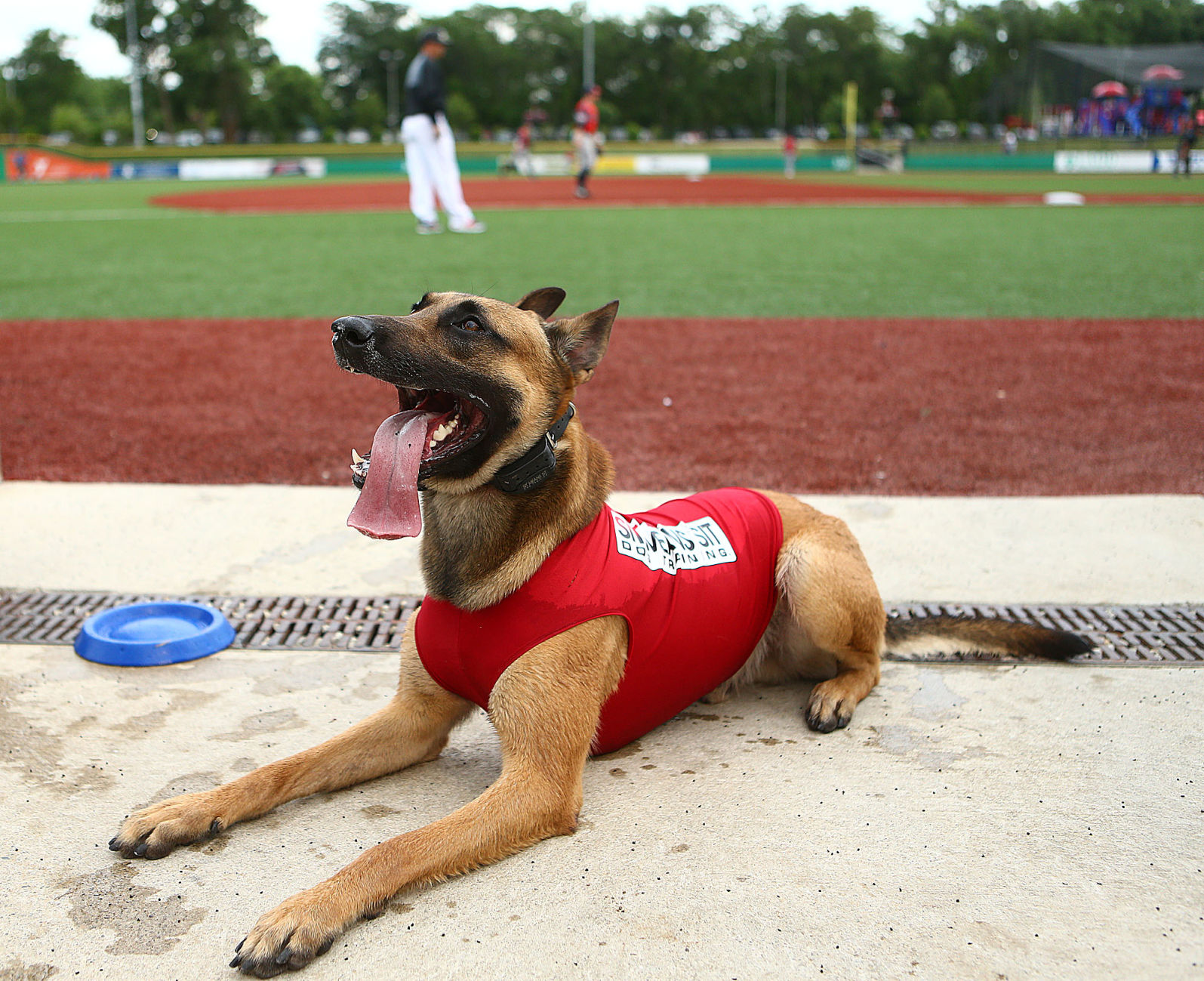 Navi the bat dog 06.jpg